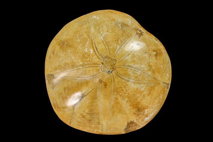 Polished Fossil Sand Dollar (Mepygurus) - Jurassic #158083